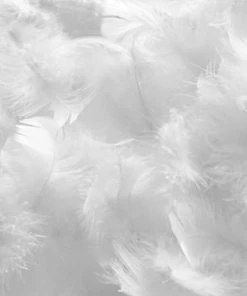 Olympe Lot De 2 Oreillers 45x70 Duvet & Plumes S 6 Olympe Lot De 2 Oreillers 45x70 Duvet & Plumes S -Sommiers Soldes lot de 2 oreillers 45x70 duvet plumes s 1