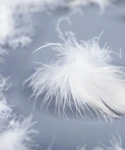 Castex Oreillers Traversin Plat Naturel Moelleux En Plumes Et Duvet 180 Cm 11 Castex Oreillers Traversin Plat Naturel Moelleux En Plumes Et Duvet 180 Cm -Sommiers Soldes traversin plat naturel moelleux en plumes et duvet 180 cm 4