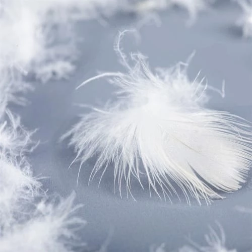 Castex Oreillers Traversin Plat Naturel Moelleux En Plumes Et Duvet 90 Cm 7 Castex Oreillers Traversin Plat Naturel Moelleux En Plumes Et Duvet 90 Cm – Image 5